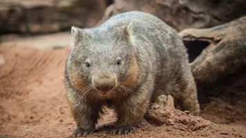 Wombat Hero Image (1)