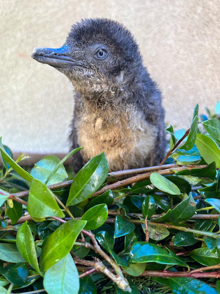 Penguin Blog: Fluff and Feathers: Little Blue Penguin Chicks