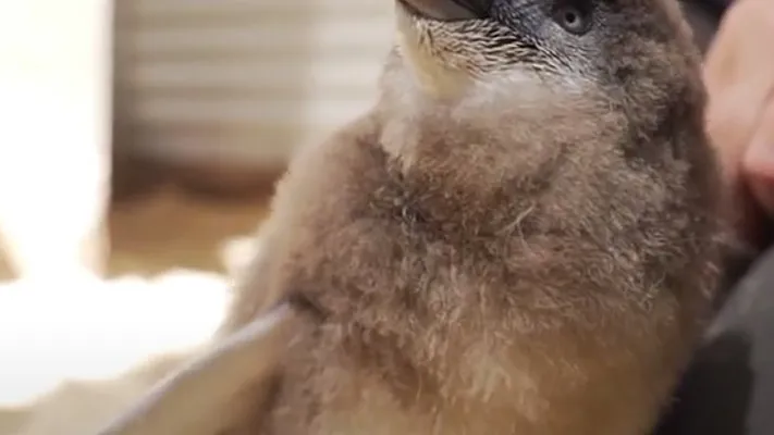 Blue Penguin Chick
