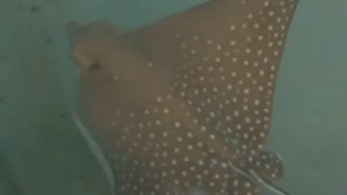 Ani The Ray