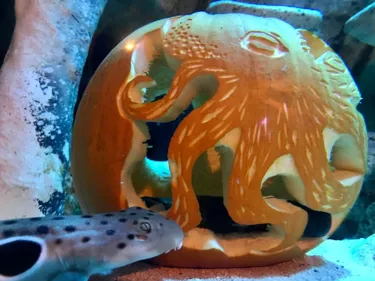 Epaulette Shark Interacts With Jack O Lantern