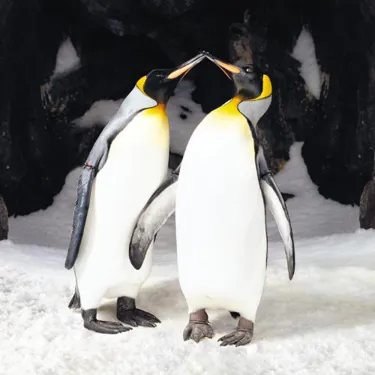 500 X 500 Penguins Kissing