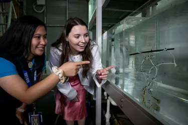 SEA LIFE Sydney Aquarium Behind The Scenes Tour Guest Looking At Critically Endangered White's Sea Horse Babies