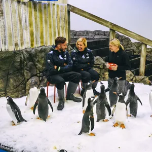 people sitting in chairs with penguins