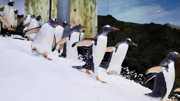 Penguin Gentoo(02)