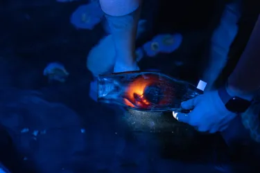 SLSA Aquarist Taylah Stark Candles Developing Zebra Shark Pup Through Egg