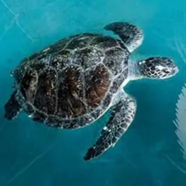 Turtlerescuepostercon