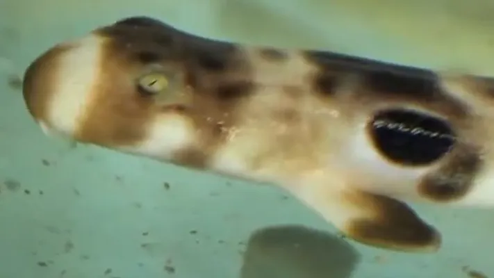 Baby Sharks Born Screenshot