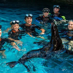 Family Seal Swim