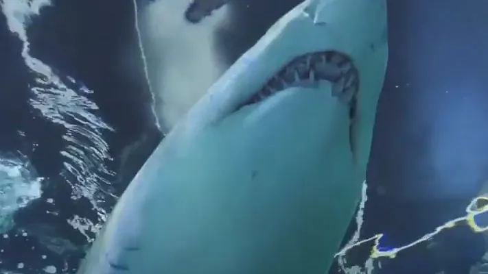 Bondi Rescue Shark Safety
