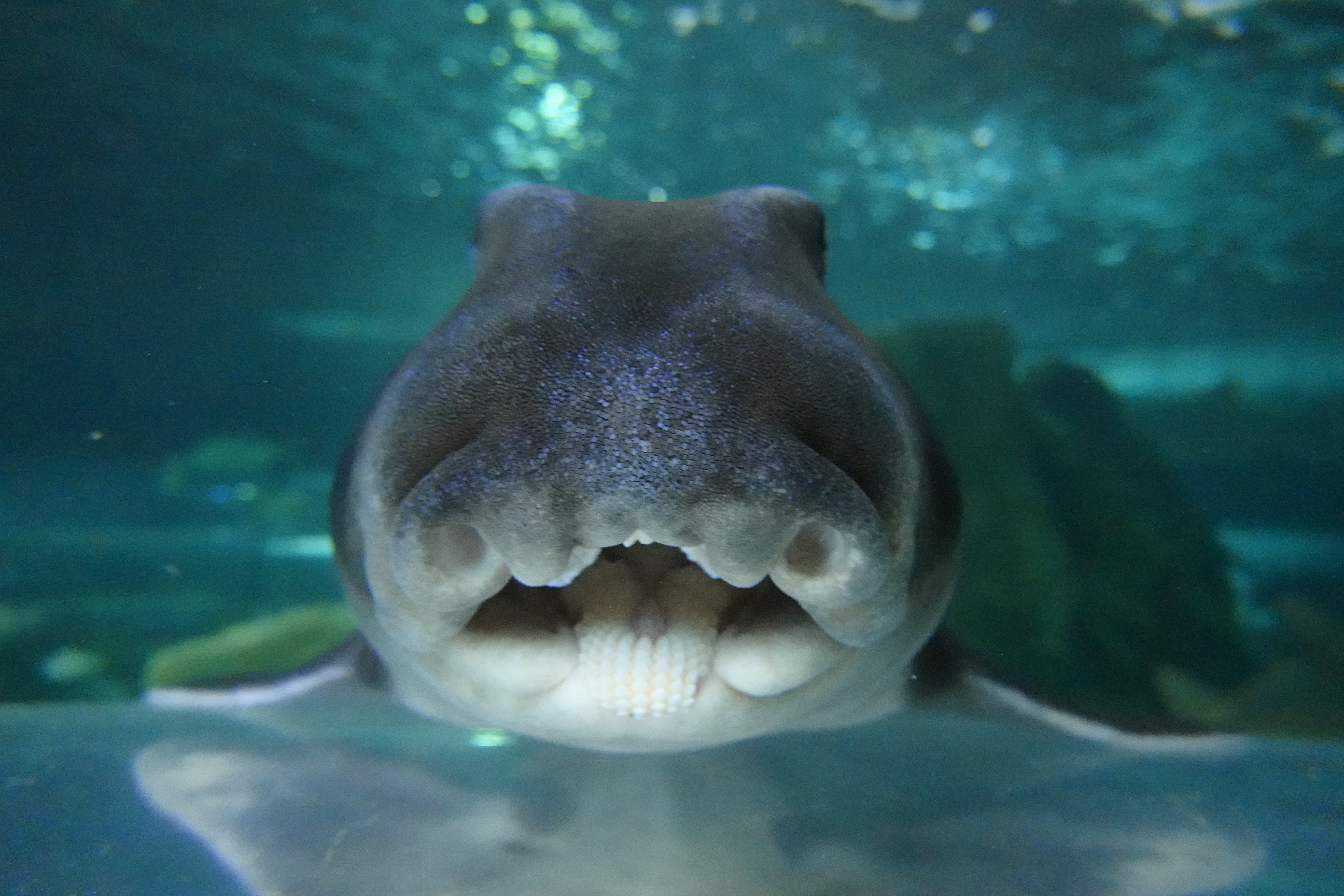PJ Shark Face Front