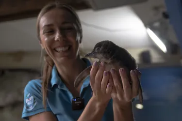 SLSC Keeper Daisy Presents First Little Blue Penguin Chick (1)