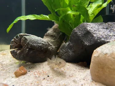 SLMA Southern Purple Spotted Gudgeon 2